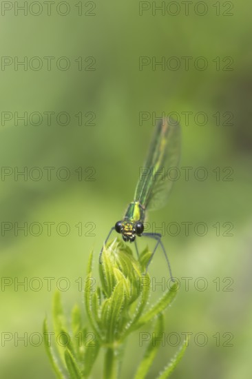 Banded demoiselle damselfly (Calopteryx splendens) adult female insect on a Cleaver plant leaf in the summer, England, United Kingdom, Europe