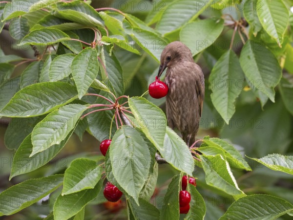 European Starling (Sturnus vulgaris), juvenile bird, perched in a cherry tree, feeding on ripe cherries, Hesse, Germany, Europe