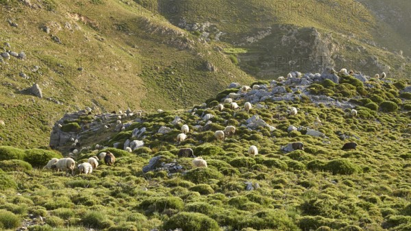 A large flock of sheep grazing on a hill in the soft evening light, sheep (e) or goat (n), ovis, caprae, Crete, Greek Islands, Greece, Europe