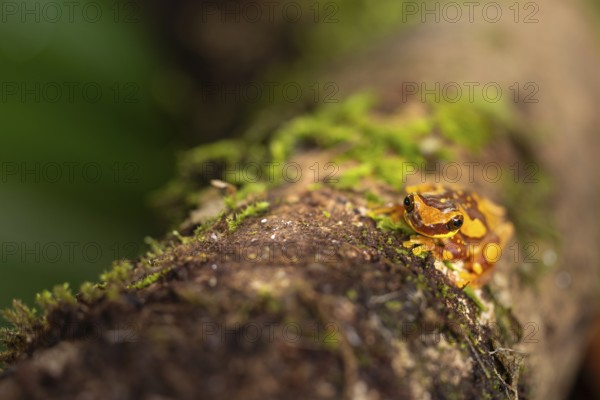 Hourglass tree frog (Dendropsophus ebraccatus), frogs (Rana), Costa Rica, Central America