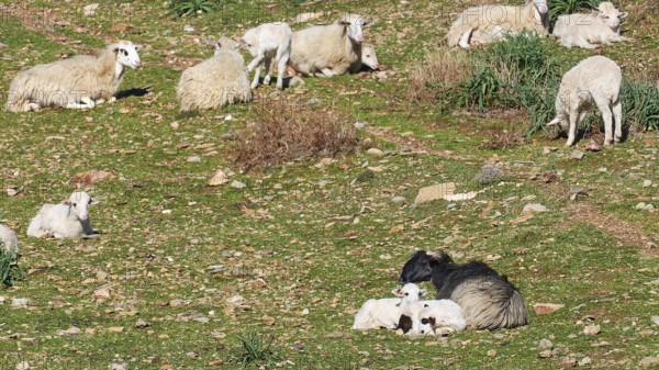 A group of sheep and lambs lying on a green pasture in the sun, sheep (e) or goat (n), ovis, caprae, Crete, Greek Islands, Greece, Europe