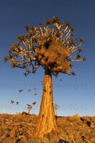 Weaver birds (Ploceidae) fly out of their nest in a quiver tree (Aloe dichotoma) at sunset, Fish River Canyon, Fish River Gorge, Namibia, Africa