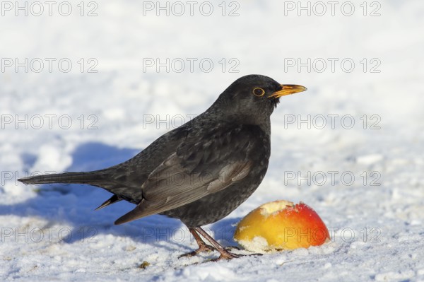 Blackbird (Turdus merula), adult male eating apple in the snow, wildlife, winter, feeding place, animals, birds, songbird, Siegerland, North Rhine-Westphalia, Germany, Europe