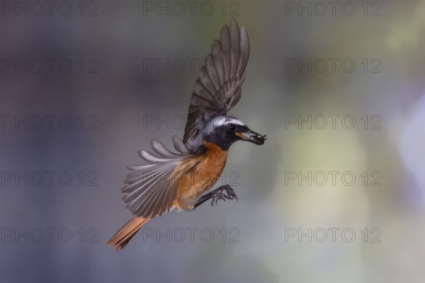 Common redstart (Phoenicurus phoenicurus), male approaching the nest with food in his beak, North Rhine-Westphalia, Germany, Europe