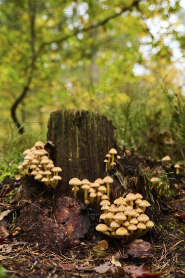 Sulphur tuft (Hypholoma fasciculare) mushrooms on an old tree trunk in a forest, Bavaria, Germany, Europe