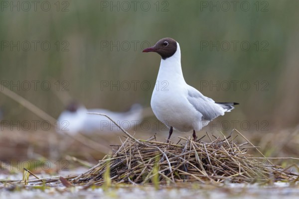 Black-headed gull (Larus ridibundus), breeding at the nest, Hides de El Taray / Floating Hid, Villafranca de los Caballeros, Castilla La Mancha / Toledo, Spain, Europe