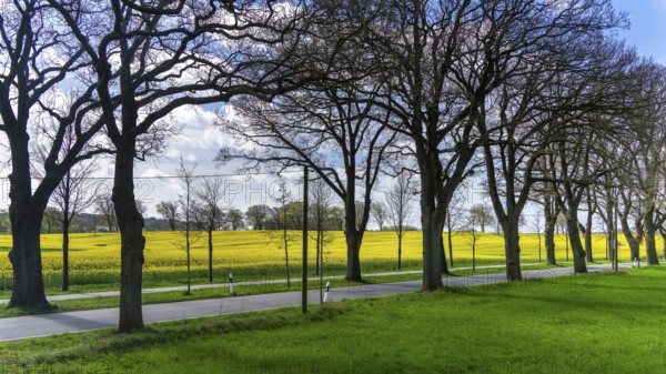 Country road on Rügen, Mecklenburg-Western Pomerania, Germany, Europe