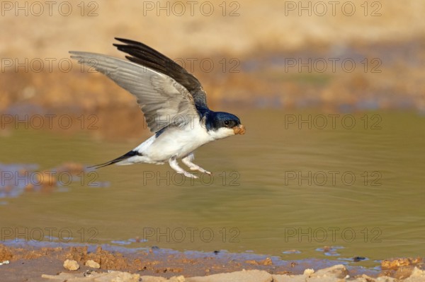 House Martin, Town Swallow, common house martin (Delichon urbica), Lesbos, Lesbos Island, Greece, Europe