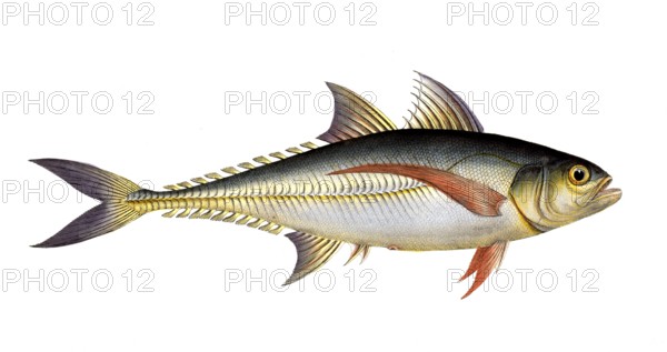 Fish, Fish, Group of perch relatives, Scomber Rottleri, Rottler's mackerel, Historical, digitally restored reproduction from a 19th century original, Record date not stated