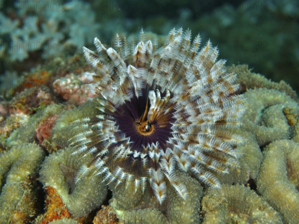 Tube worm (Sabellastarte) with colourful, spreading patterns Feathered animal in coral under water, dive site Spice Reef, Penyapangan, Bali, Indonesia, Asia