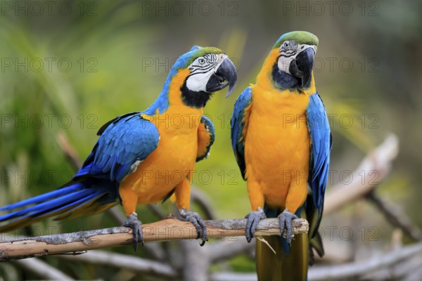 Yellow-breasted Macaw (Ara ararauna), adult, in perch, pair, social behaviour, South America