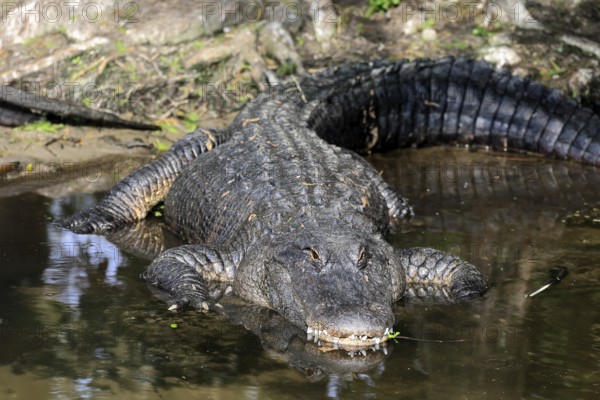 Mississippi Alligator (Alligator mississippiensis), pike alligator, adult, lying, friendly, smiling, in water, Florida, USA, North America