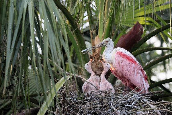 Roseate spoonbill (Platalea ajaja), adult, three juveniles, three chicks, on nest, at breeding site, on tree, social behaviour, St. Augustine, Florida, North America, USA, North America