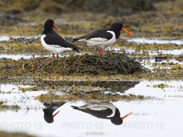 Eurasian oystercatcher (Haematopus ostralegus), adult pair perched on a rock at low tide, May, Varanger Fjord, Norway, Europe