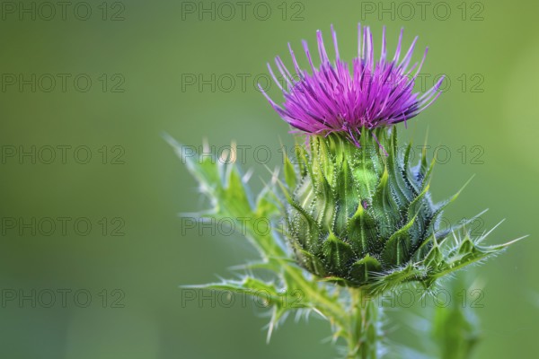 Purple thistle in bloom. KI generiert, generiert, AI generated