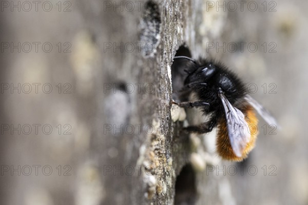 Hornfaced bee (Osmia cornuta), Emsland, Lower Saxony, Germany, Europe