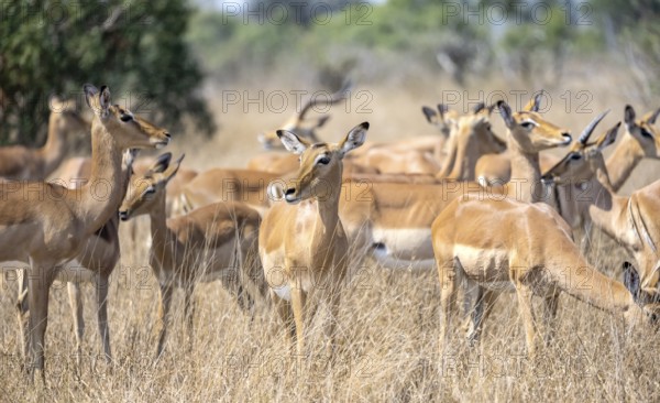 Herd of impala (Aepyceros melampus) in tall grass, black heeler antelope, Kruger National Park, South Africa, Africa