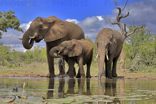 African elephant (Loxodonta africana), adult, female, mother, two young, mother with young, at the water, drinking, Kruger National Park, Kruger National Park, South Africa, Africa