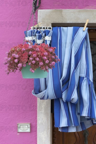 Flowers and curtain on the door of a house in Burano, Veneto, Italy, Europe