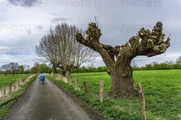 Pollarded willows, after cutting, bare tree, where new willow rods grow on the cut surfaces, in the nature reserve Momm-Niederung, part of the nature reserve Rheinvorland between Mehrum and Emmelsum, near Voerde, North Rhine-Westphalia, Germany, Europe