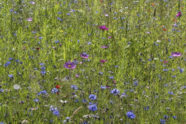 Flower meadow with cornflowers (Centaurea cyanea) and cosmos (Cosmos), Emsland, Lower Saxony, Germany, Europe