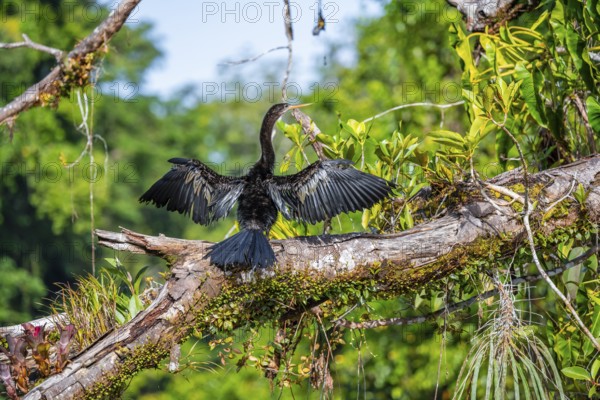 Anhinga (Anhinga anhinga) drying its wings, Tortuguero National Park, Costa Rica, Central America