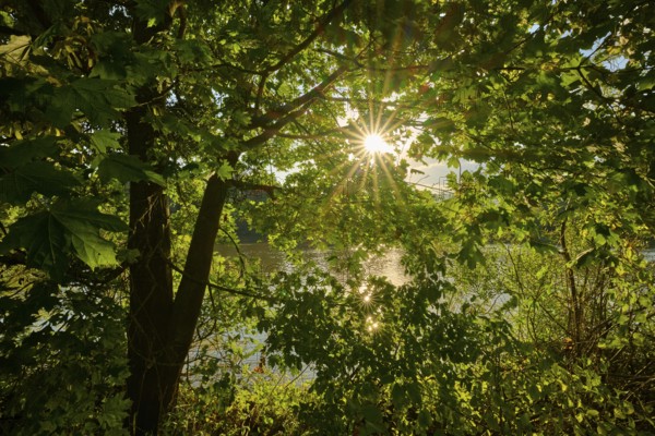 Sunny day at a river with lush vegetation and a shining sunbeam through the trees, autumn, Großheubach, Miltenberg, Main, Spessart, Bavaria, Germany, Europe