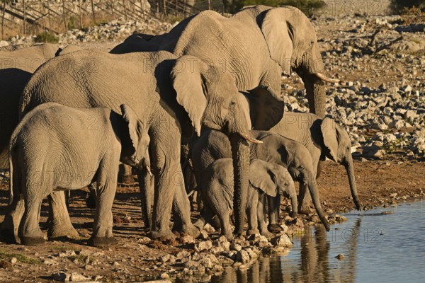 Herd of elephants (Loxodonta africana) drinking at a waterhole, Etosha National Park, Namibia, Africa