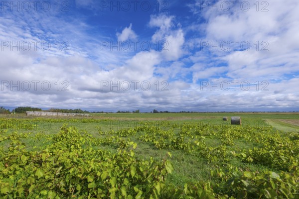 Wide landscape with green fields and hay bales under a cloudy sky, Lake Neusiedl National Park, Burgenland, Austria, Europe