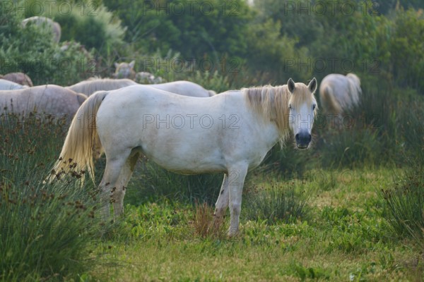 A white Camargue horse stands on a green meadow surrounded by plants and other horses, Camargue, France, Europe