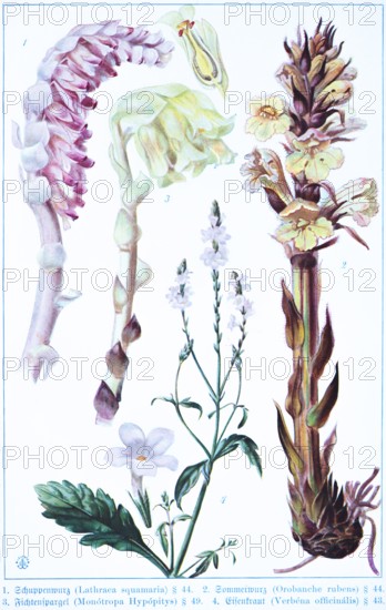 Botany, Lathraca squamaria, Orobanche rubens, Monótropa hypópitys, Verbéna officális, historical illustration 1900