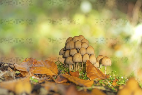 Common mica tintling (Coprinellus micaceus), close-up, nature photograph, Schneeren, Neustadt am Rübenberge