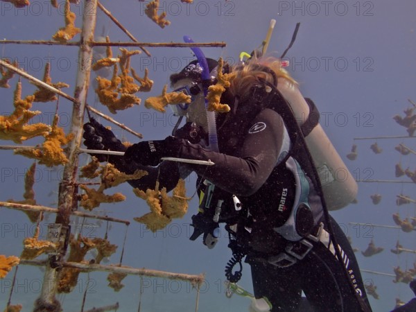 Coral farming. Diver cleans the frame on which young specimens of Elkhorn coral (Acropora palmata) grow until they can be released onto the reef. The aim is to breed corals that can withstand the higher water temperatures. Dive site Nursery, Tavernier, Florida Keys, Florida, USA, North America