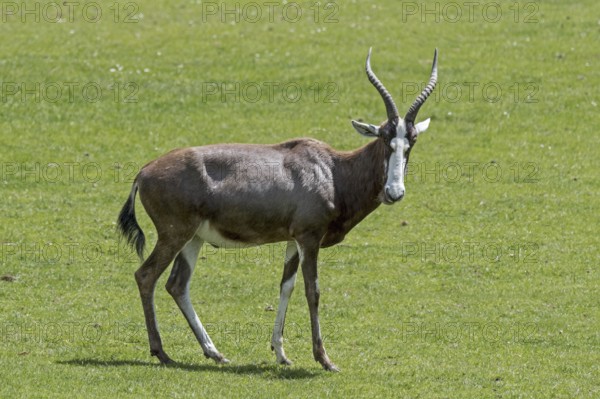 Blesbok, blesbuck (Damaliscus pygargus phillipsi, Damaliscus dorcas phillipsi) antelope endemic to South Africa