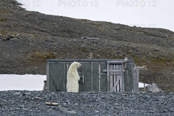 Curious polar bear (Ursus maritimus) examining old abandoned fur trapper cabin along the Svalbard coast, Spitsbergen, Norway, Europe