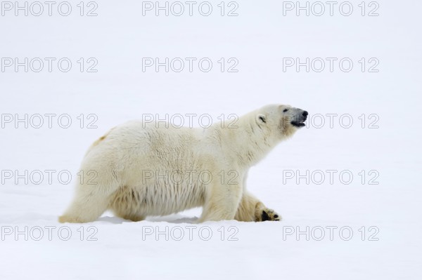 Lone polar bear (Ursus maritimus) hunting on snow plain along the Svalbard coast, Spitsbergen, Norway, Europe