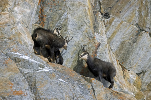 Rutting Alpine chamois (Rupicapra rupicapra) male, buck chasing female and juvenile in rock face during the rut in winter in the European Alps