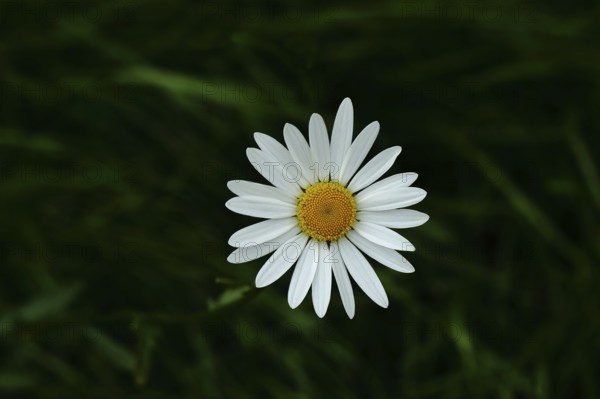 Meadow daisy (Leucanthemum vulgare), also known as meadow daisy, flowering in a meadow, Wilnsdorf, North Rhine-Westphalia, Germany, Europe