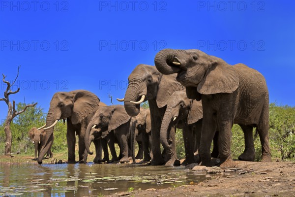 African elephant (Loxodonta africana), adult, juvenile, group, herd, at the water, drinking, Kruger National Park, Kruger National Park, South Africa, Africa