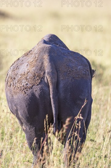 Rear with the tail of a Rhinoceros on the African grass savannah, Maasai Mara National Reserve, Kenya, Africa