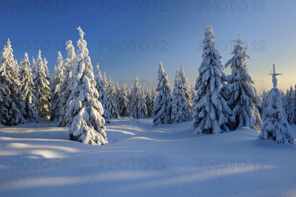 Snow-covered winter landscape, snow-covered spruces in the evening light, Harz National Park, Saxony-Anhalt, Germany, Europe