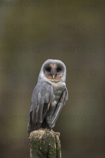 Barn owl (Tyto alba) adult bird dark or black form on a fence post, England, United Kingdom, Europe