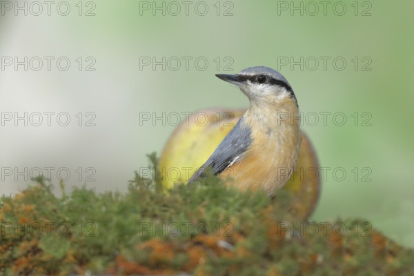 Eurasian nuthatch (Sitta europaea), foraging in a meadow orchard, Wilnsdorf, North Rhine-Westphalia, Germany, Europe