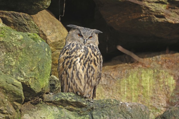 Eurasian Eagle-owl, Bubo Bubo, Bavarian Forest National Park, Bavaria, Germany, Captive, Europe