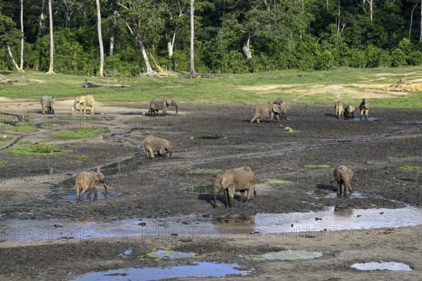 African forest elephants (Loxodonta cyclotis) in the Dzanga Bai forest clearing, Dzanga-Ndoki National Park, Unesco World Heritage Site, Dzanga-Sangha Complex of Protected Areas (DSPAC), Sangha-Mbaéré Prefecture, Central African Republic, Africa