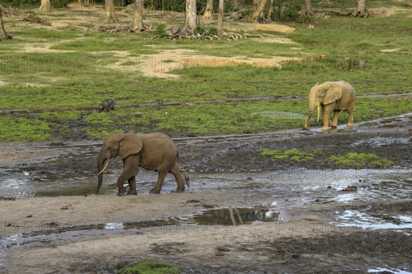 African forest elephants (Loxodonta cyclotis) in the Dzanga Bai forest clearing, Dzanga-Ndoki National Park, Unesco World Heritage Site, Dzanga-Sangha Complex of Protected Areas (DSPAC), Sangha-Mbaéré Prefecture, Central African Republic, Africa