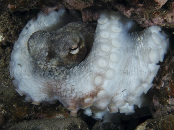 Common Octopus (Octopus vulgaris) in close-up showing its tentacles and hidden in a reef. Dive site Playa, Los Cristianos, Tenerife, Canary Islands, Spain, Europe