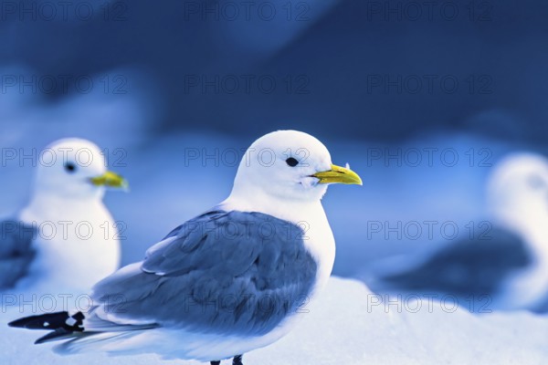 Black-legged kittiwake (Rissa tridactyla) in the arctic, Svalbard, Norway, Europe