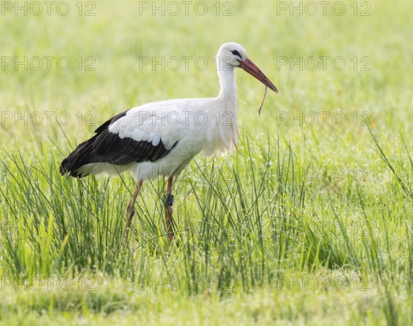 White stork (Ciconia ciconia) foraging in a meadow in the early morning, earthworm in its beak, dew beads on the grass, Lower Saxony, Germany, Europe