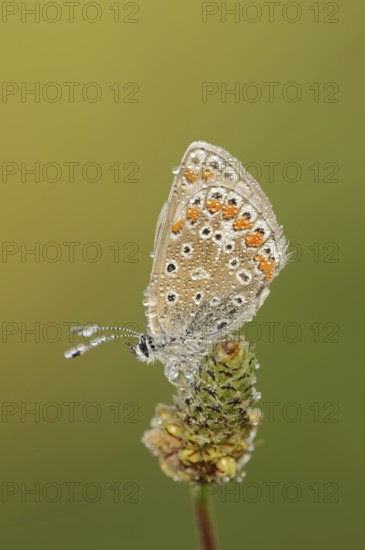 Common blue butterfly (Polyommatus icarus), female with dewdrop, Provence, Southern France